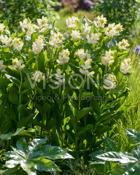 Maianthemum racemosum
