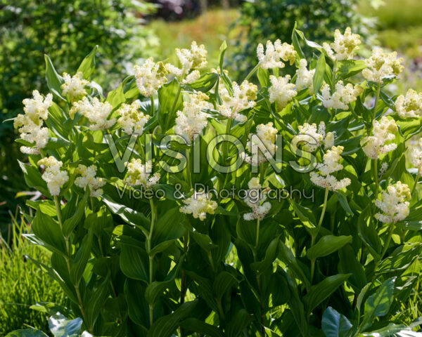 Maianthemum racemosum Maianthemum racemosum