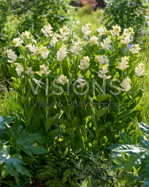 Maianthemum racemosum Maianthemum racemosum