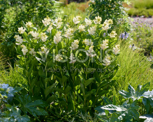 Maianthemum racemosum Maianthemum racemosum