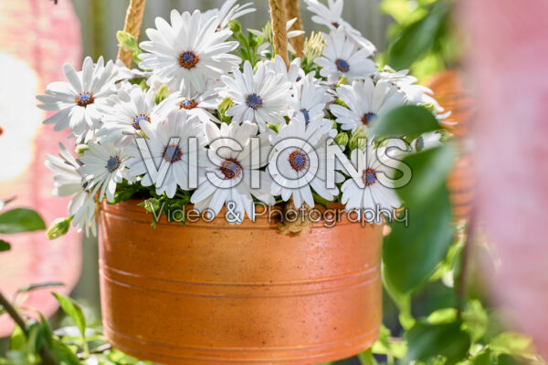 Osteospermum Señorita® Christina Osteospermum Señorita® Christina