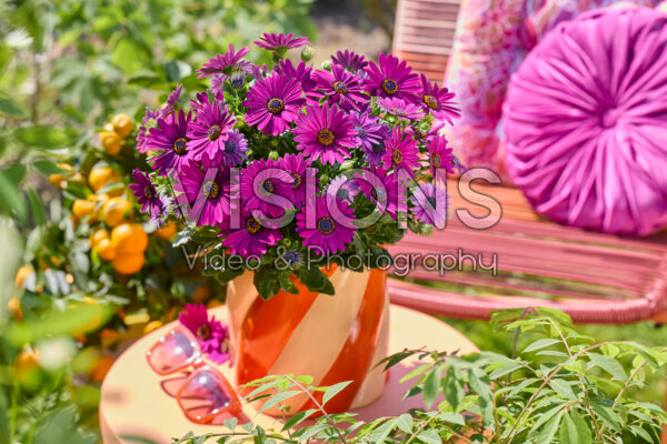 Osteospermum Señorita® Jutta Osteospermum Señorita® Jutta