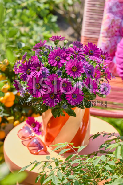 Osteospermum Señorita® Jutta Osteospermum Señorita® Jutta