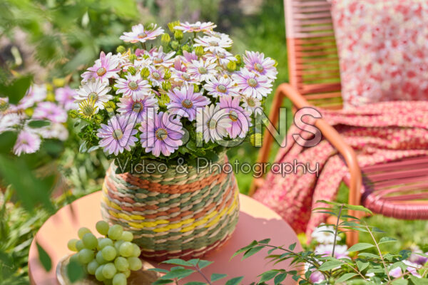Osteospermum Señorita® Rosita Osteospermum Señorita® Rosita