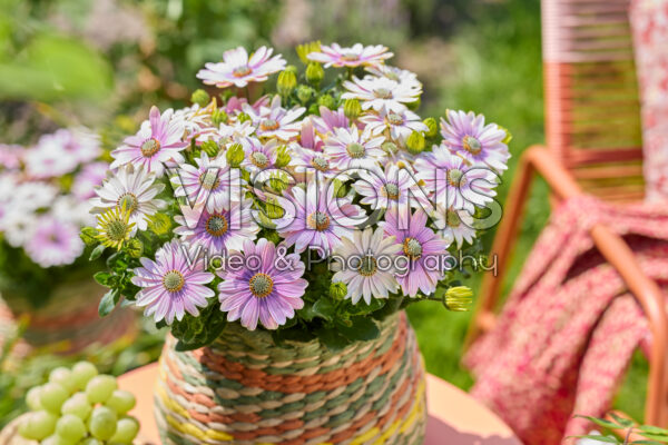 Osteospermum Señorita® Rosita