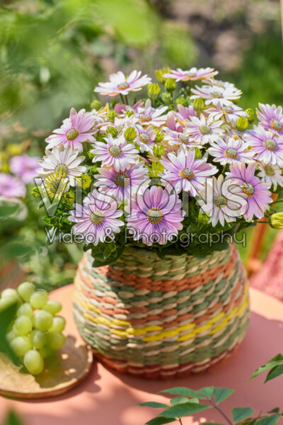 Osteospermum Señorita® Rosita Osteospermum Señorita® Rosita