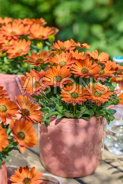 Osteospermum Señorita® Alexia Osteospermum Señorita® Alexia