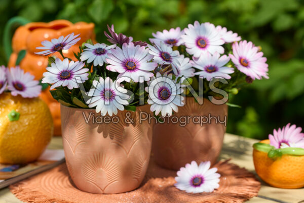 Osteospermum Señorita® Quinty Osteospermum Señorita® Quinty