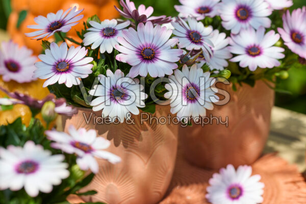 Osteospermum Señorita® Quinty Osteospermum Señorita® Quinty