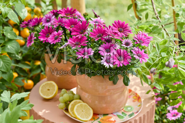 Osteospermum Señorita® Tanja Osteospermum Señorita® Tanja