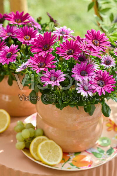 Osteospermum Señorita® Tanja Osteospermum Señorita® Tanja