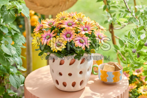Osteospermum Señorita® Bonita Osteospermum Señorita® Bonita