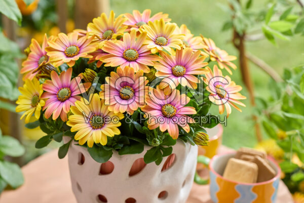 Osteospermum Señorita® Bonita