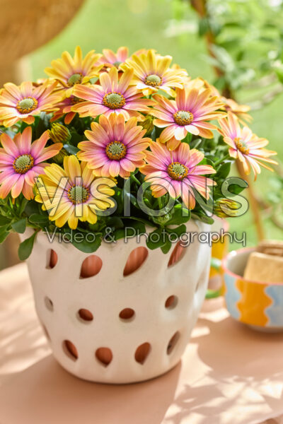 Osteospermum Señorita® Bonita Osteospermum Señorita® Bonita