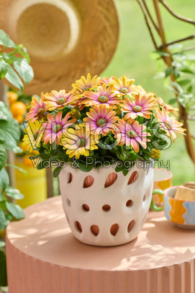Osteospermum Señorita® Bonita