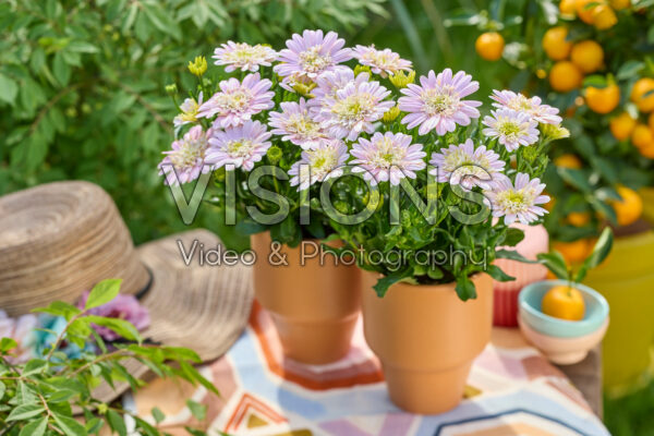 Osteospermum Señorita® Double Lovely Pink Osteospermum Señorita® Double Lovely Pink