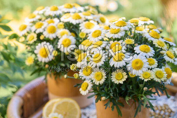 Argyranthemum Simba® Semi Double Lemon Argyranthemum Simba® Semi Double Lemon