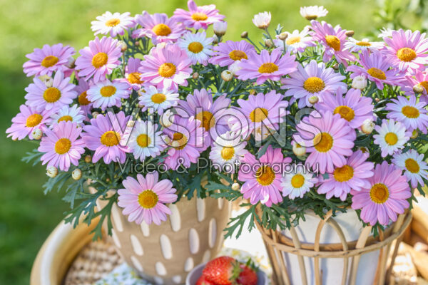Argyranthemum Simba® Pink