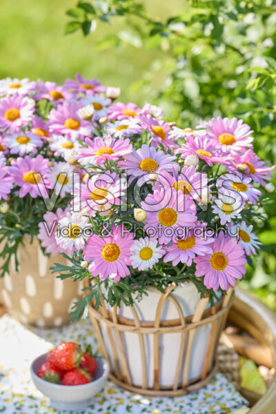Argyranthemum Simba® Pink Argyranthemum Simba® Pink