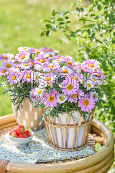 Argyranthemum Simba® Pink Argyranthemum Simba® Pink