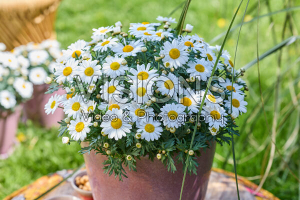 Argyranthemum Simba® Bright White Argyranthemum Simba® Bright White