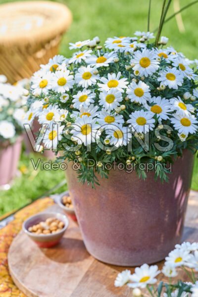Argyranthemum Simba® Bright White
