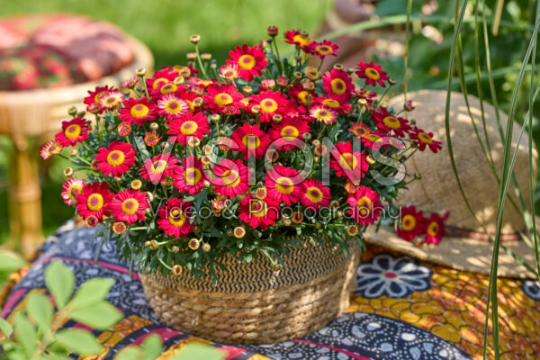 Argyranthemum Simba® Dark Red