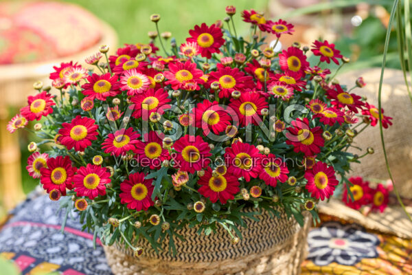 Argyranthemum Simba® Dark Red Argyranthemum Simba® Dark Red