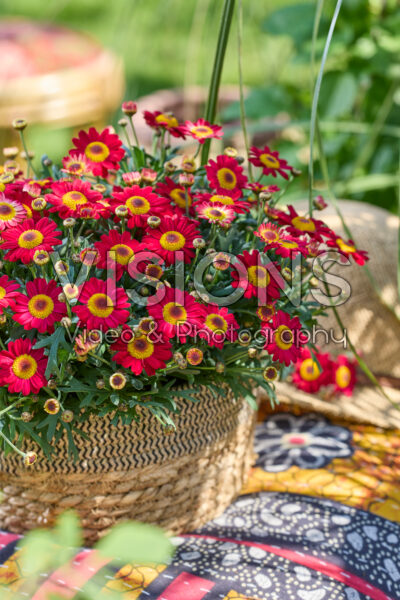 Argyranthemum Simba® Dark Red Argyranthemum Simba® Dark Red