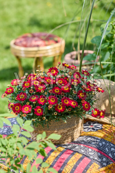 Argyranthemum Simba® Dark Red Argyranthemum Simba® Dark Red