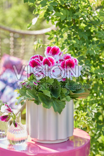 Pelargonium grandiflorum Elegance Bravo Pelargonium grandiflorum Elegance Bravo