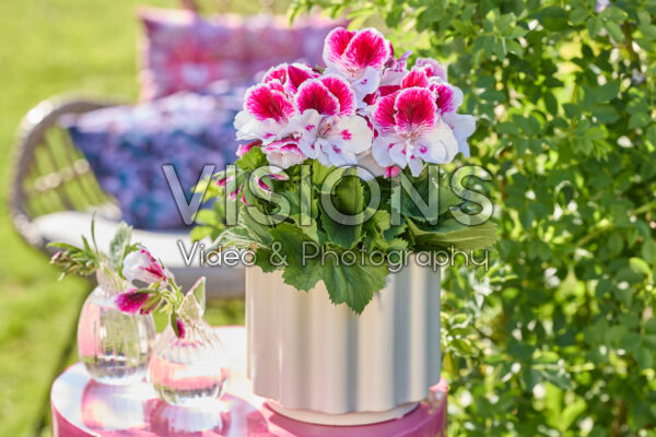 Pelargonium grandiflorum Elegance Bravo Pelargonium grandiflorum Elegance Bravo
