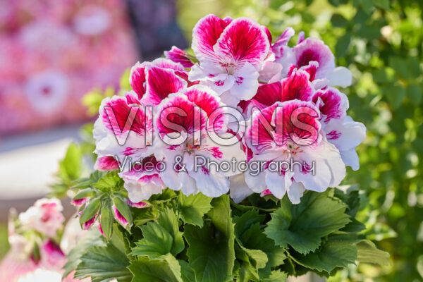 Pelargonium grandiflorum Elegance Bravo Pelargonium grandiflorum Elegance Bravo
