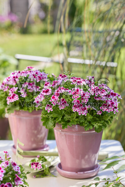 Angel Pelargonium Mosquitaway Nova Angel Pelargonium Mosquitaway Nova