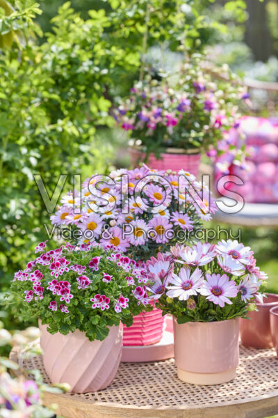 Hendriks young plants collectie Hendriks young plants collectie