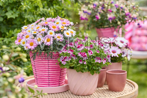 Hendriks young plants collection Hendriks young plants collection