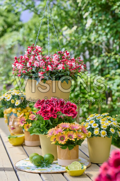 Hendriks young plants collection Hendriks young plants collection