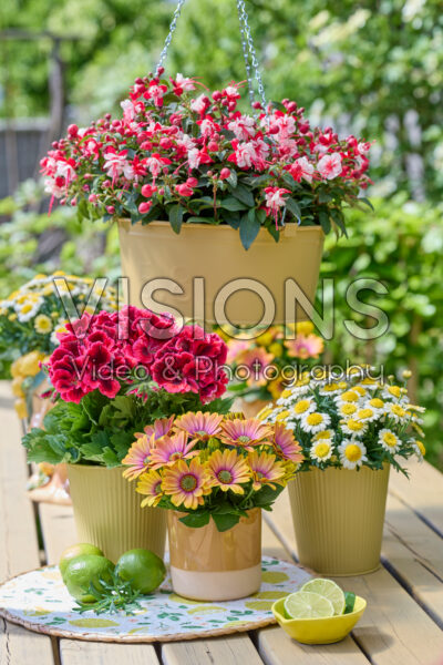 Hendriks young plants collection