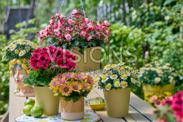 Hendriks young plants collection