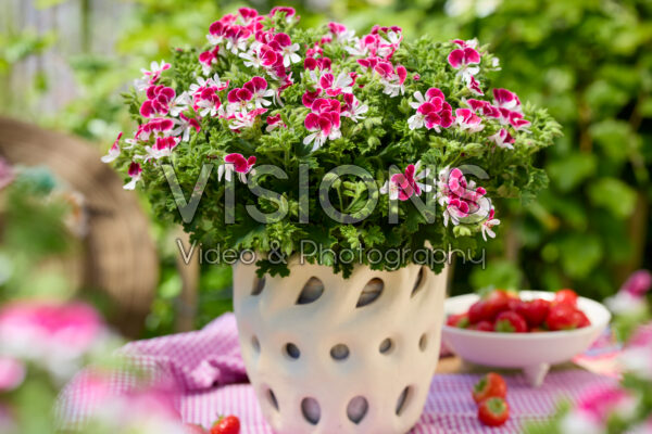 Pelargonium Mosquitaway Senna Pelargonium Mosquitaway Senna