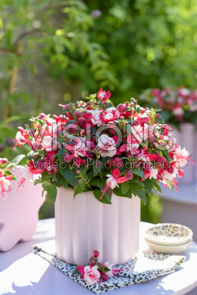 Bella Fuchsia® Camilla Bella Fuchsia® Camilla