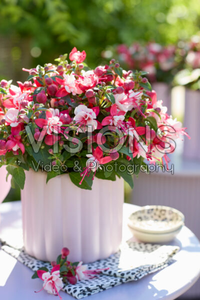 Bella Fuchsia® Camilla