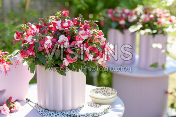 Bella Fuchsia® Camilla