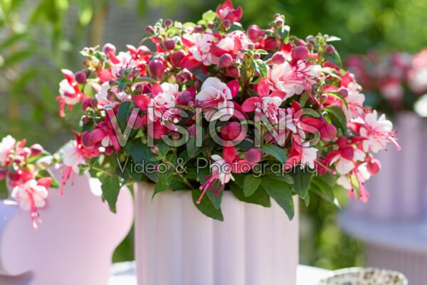 Bella Fuchsia® Camilla Bella Fuchsia® Camilla