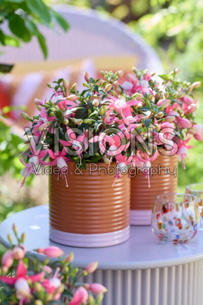 Bella Fuchsia® Lisa Bella Fuchsia® Lisa
