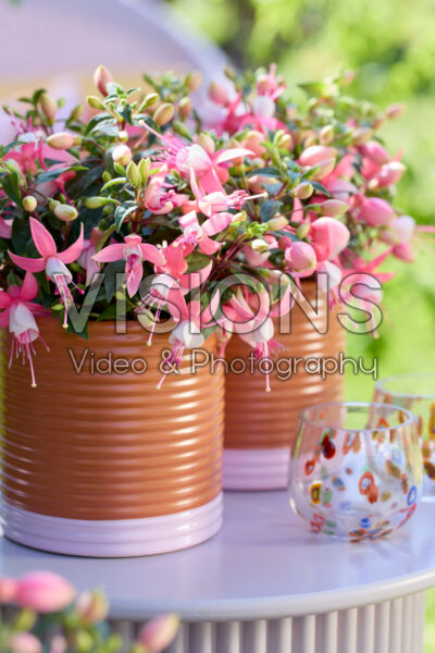 Bella Fuchsia® Lisa Bella Fuchsia® Lisa