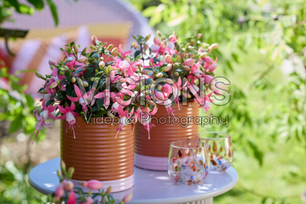 Bella Fuchsia® Lisa Bella Fuchsia® Lisa