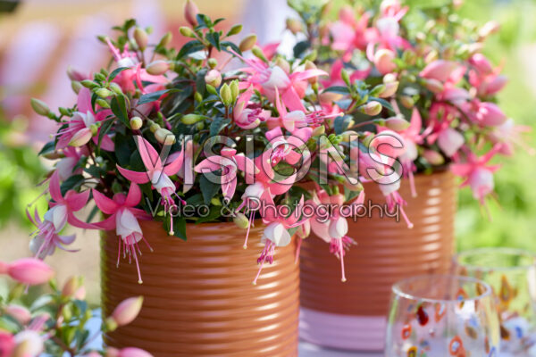 Bella Fuchsia® Lisa Bella Fuchsia® Lisa