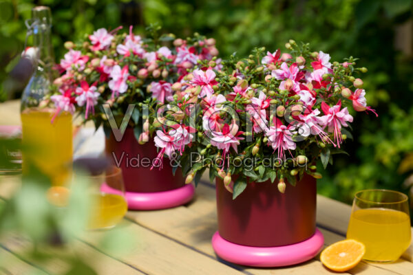 Bella Fuchsia® Bianca Bella Fuchsia® Bianca