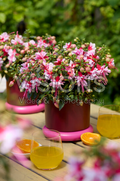 Bella Fuchsia® Bianca